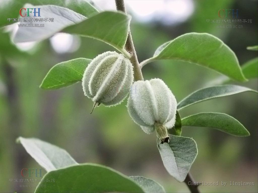  p>翅果油树(拉丁学名:elaeagnus mollis diels.