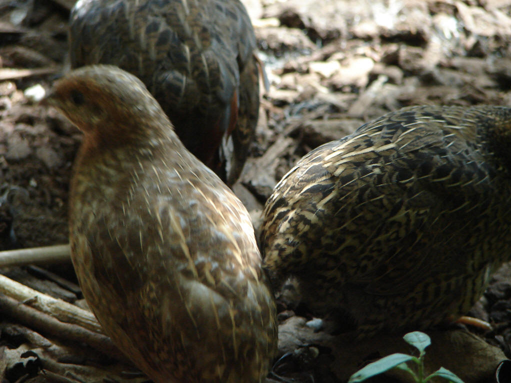 三趾鹑