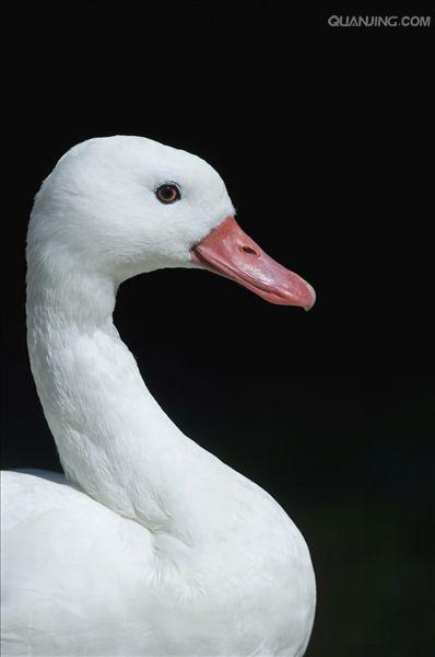  p>扁嘴天鹅(学名: i>coscoroba coscoroba /i>):体长90-115厘米,体羽