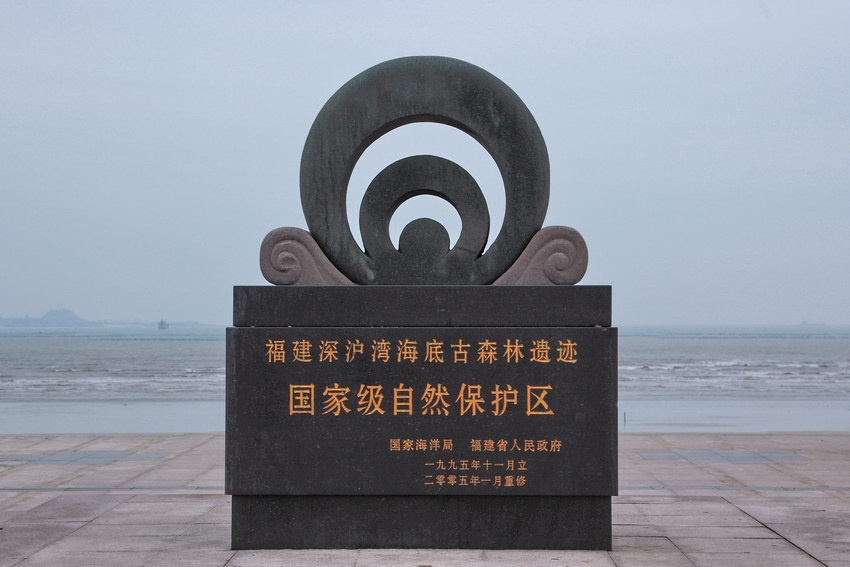 深沪湾海底古森林