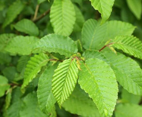  p>天台鹅耳枥(学名: i>carpinus tientaiensis /i> cheng)是桦木科鹅
