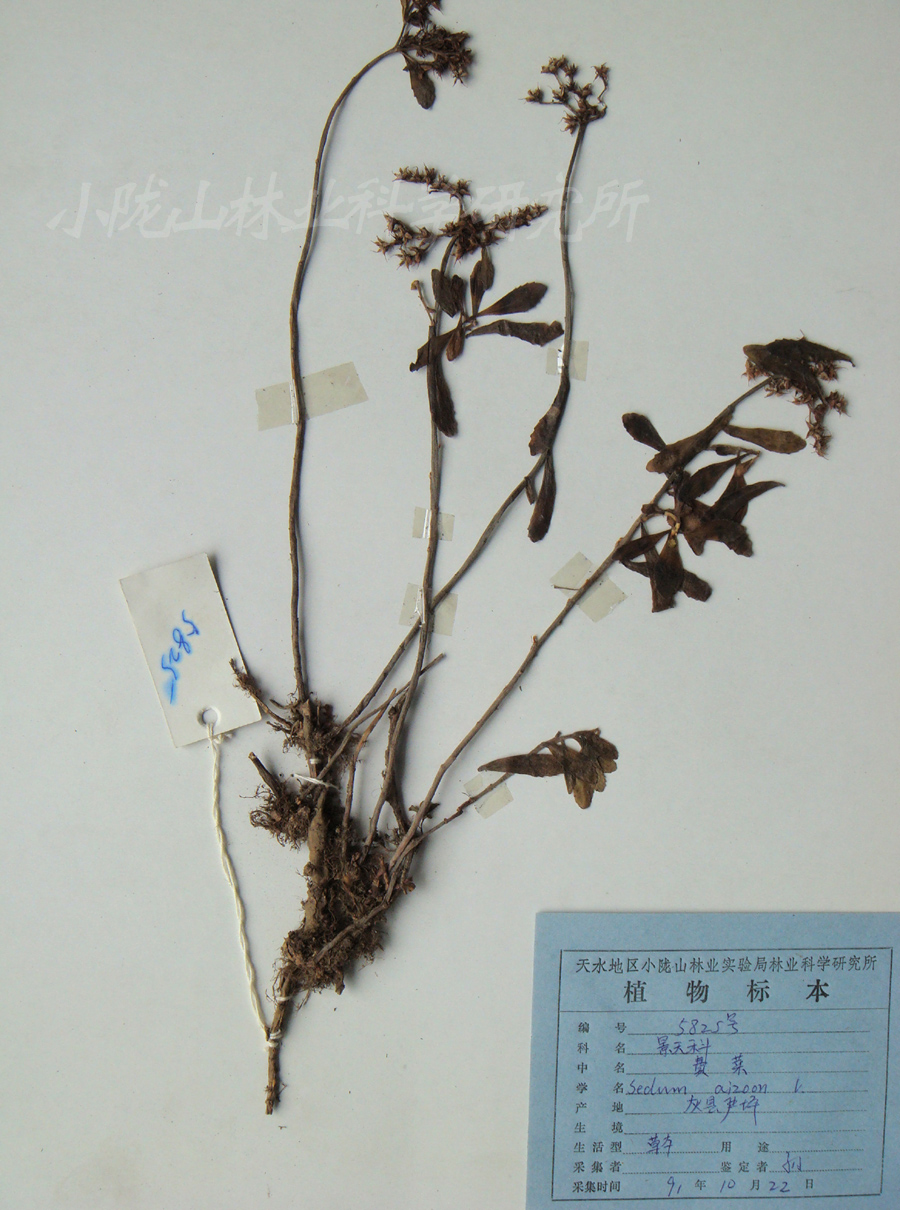  p>山景天,一年生小草本,高2.5—14厘米.主根纤细,长达10厘米,粗0.