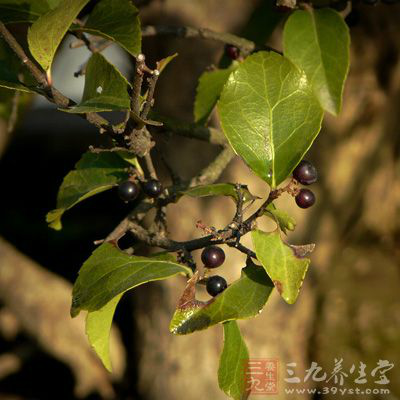  p data-id="gnao5756ig">臭辣树,中药材名.