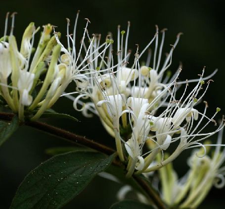  p>黄褐毛忍冬(学名: i>lonicera fulvotomentosa /i> hsu et s. c.