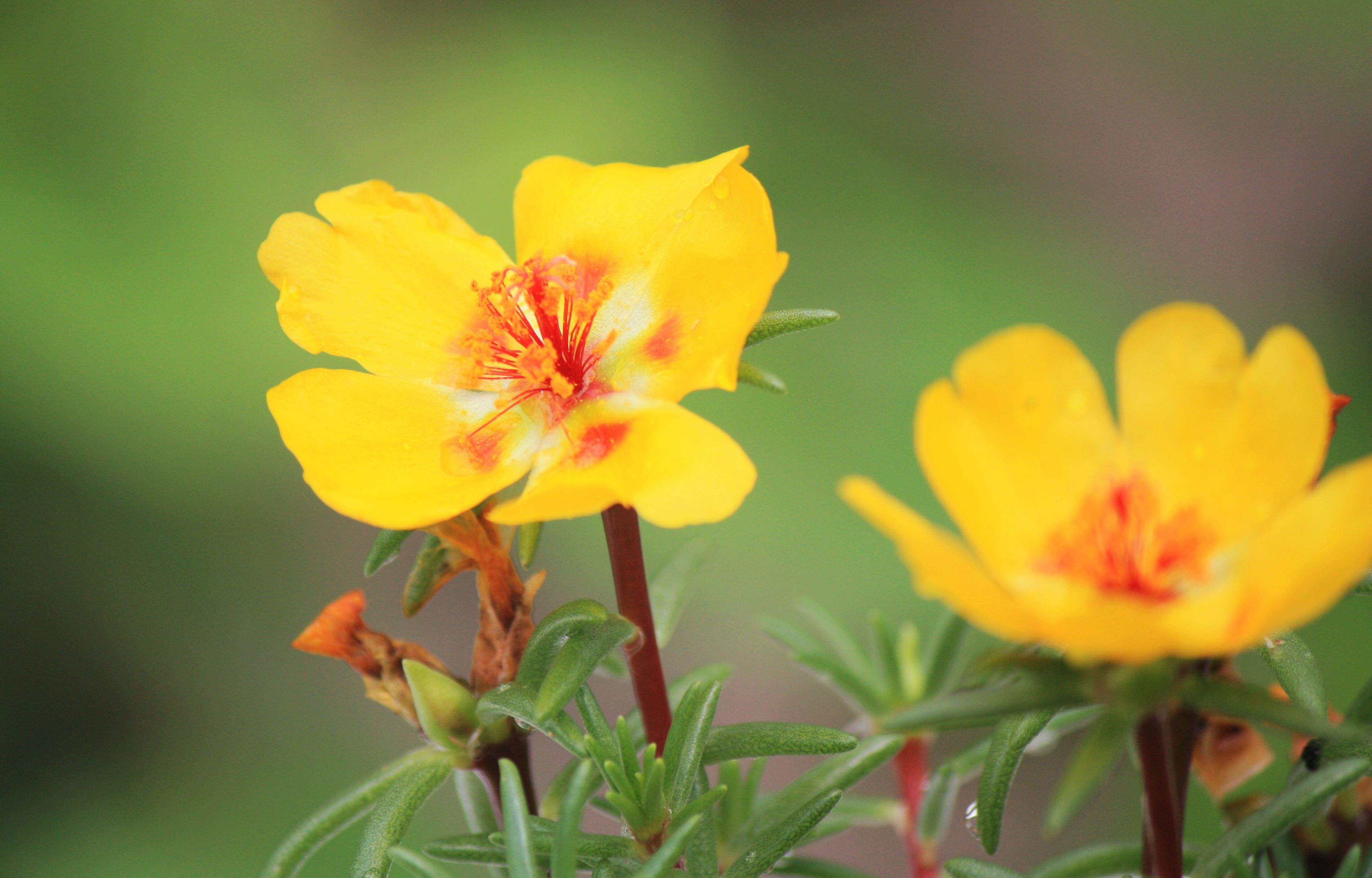  p>大花马齿苋(学名: i>portulaca grandiflora /i>  hook.