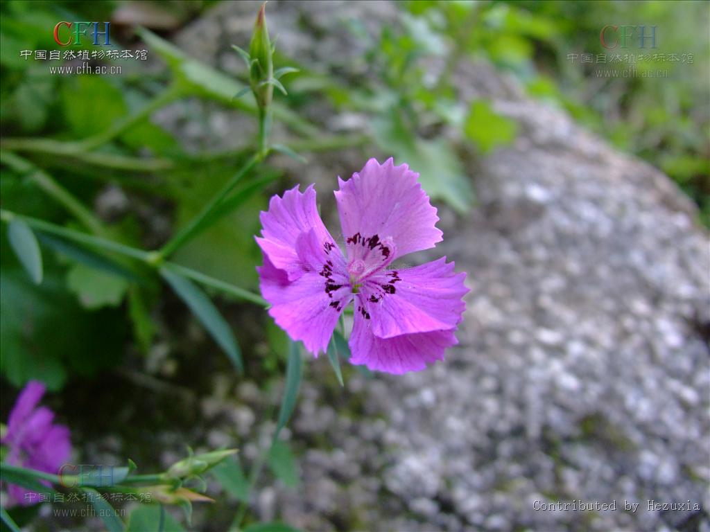  p>石竹,别名:兴安石竹,北石竹,钻叶石竹,蒙古石竹,丝叶石竹,高山石竹