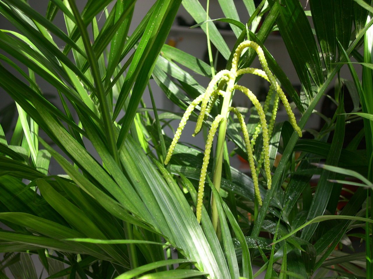  p>富贵椰子学名为拱叶竹节椰( i>chamaedorea cataractarum /i> mart