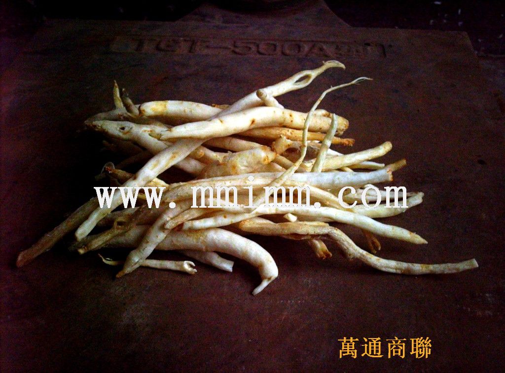  p>川明参(学名: i>chuanminshen violaceum /i> sheh et shan) 是