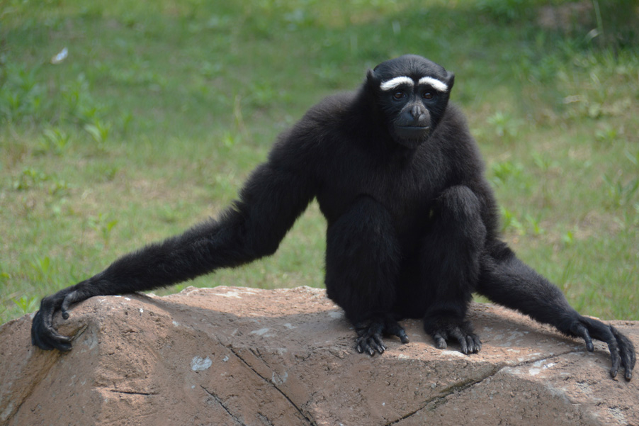 东部白眉长臂猿