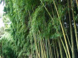 yushania glandulosa hsueh et yi