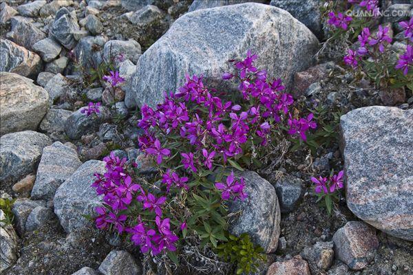  p>柳兰(学名: i>epilobium angustifolium /i> l.
