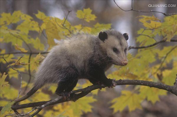  p>北美负鼠,学名didelphis virginiana,后兽亚纲,负鼠目,负鼠科,负鼠