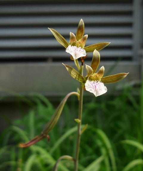  p>美冠兰(学名: i>eulophia graminea  /i> lindl.