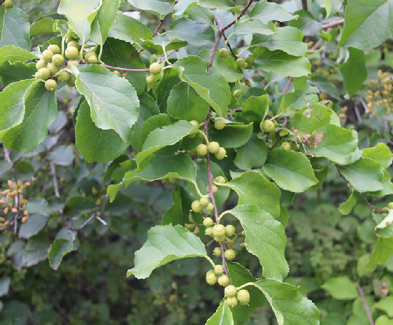 南蛇藤(南蛇藤图片)