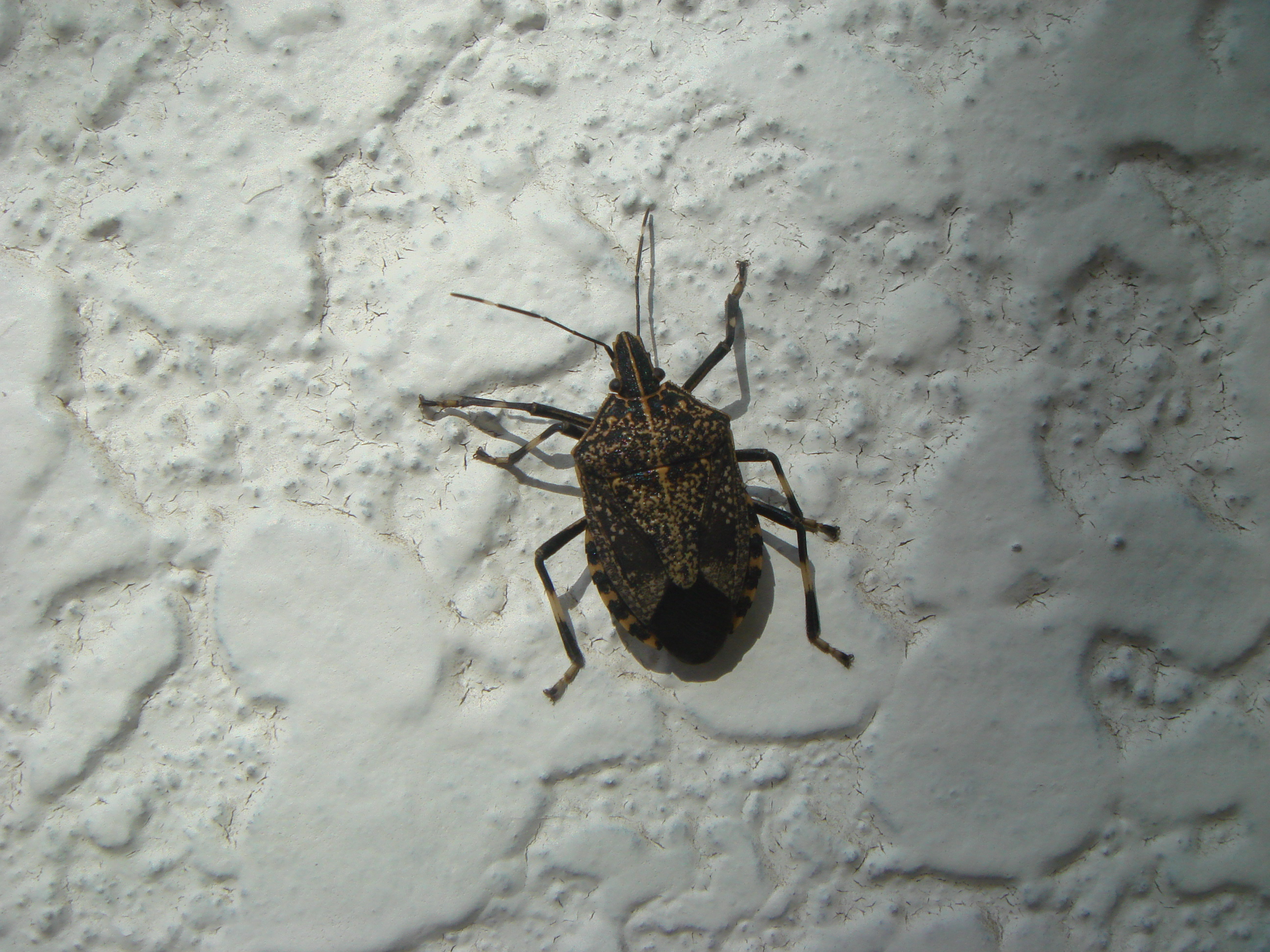  p>麻皮蝽属于 a href="#" data-lemmaid="1535270">半翅目 /a>, a