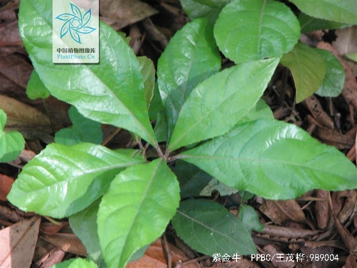  p>紫金牛,学名:ardisia japonica (thunb)blume,别名小青,矮茶,短脚