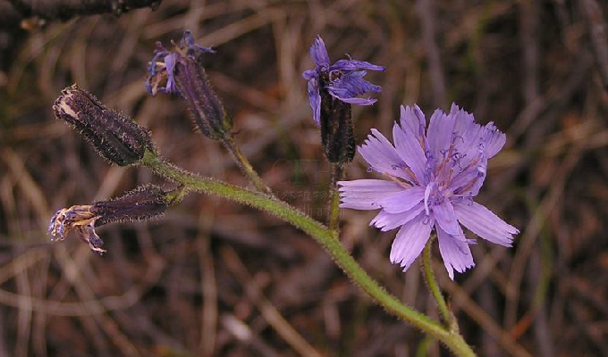  p>岩参属(学名:cicerbita wallr.