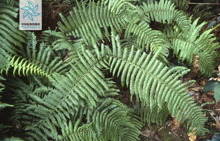  p>峨眉里白(学名:hicriopteris omeiensis)为真蕨目 a href="#" data