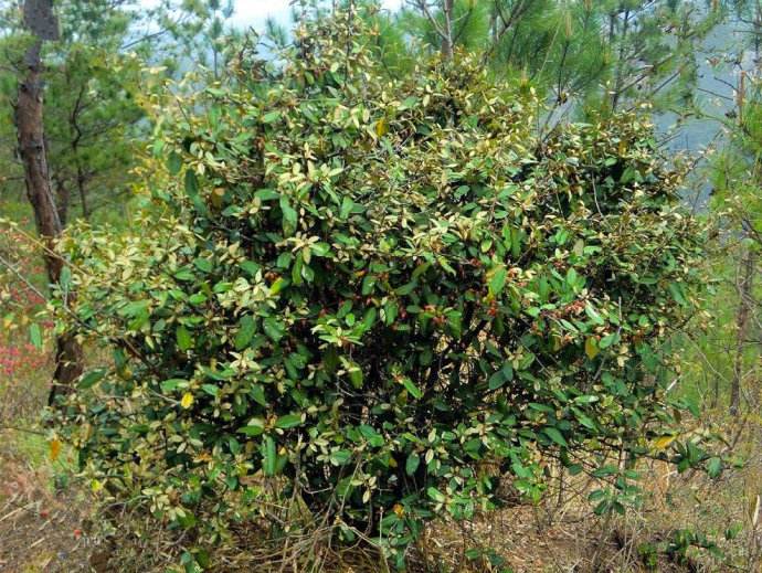  p>密花胡颓子(学名: i>elaeagnus conferta /i> roxb.