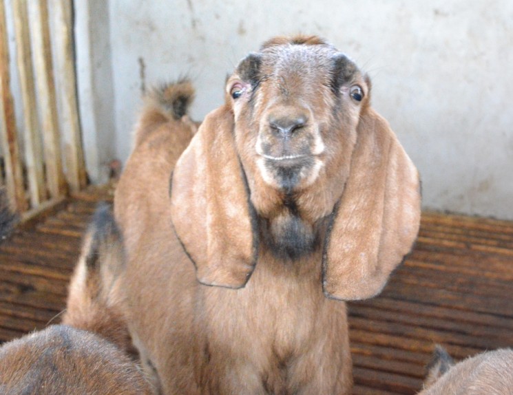 耳羊是采用进口 a target="_blank" href="/item/努比亚山羊/7400229"