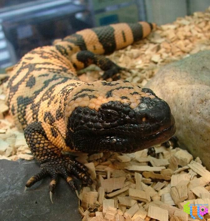 危地马拉珠毒蜥