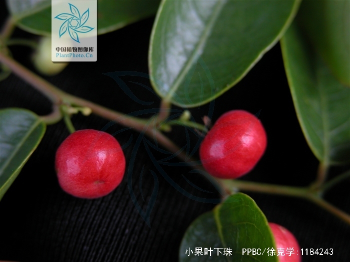 小果叶下珠