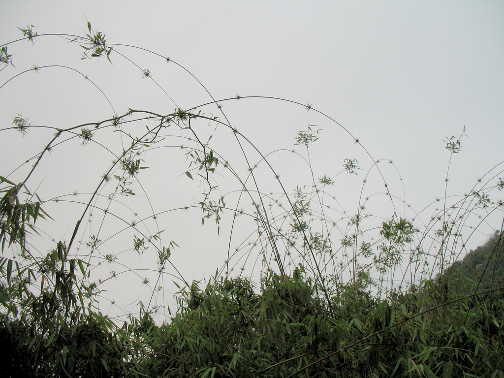  p> b>苗竹仔 /b>(学名: b> i>schizostachyum dumetorum /i> /b>)为 