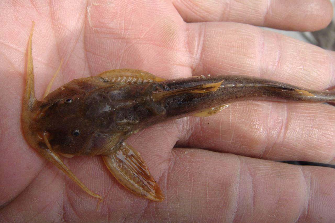  p>短身间吸鳅, i>hemimyzon abbreviata  /i>(günther, 1892),是 a