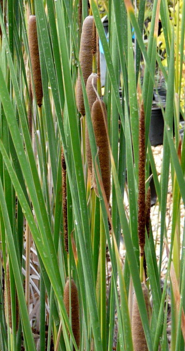  p>长苞香蒲(学名: i>typha /i>  i>domingensis /i> pers.