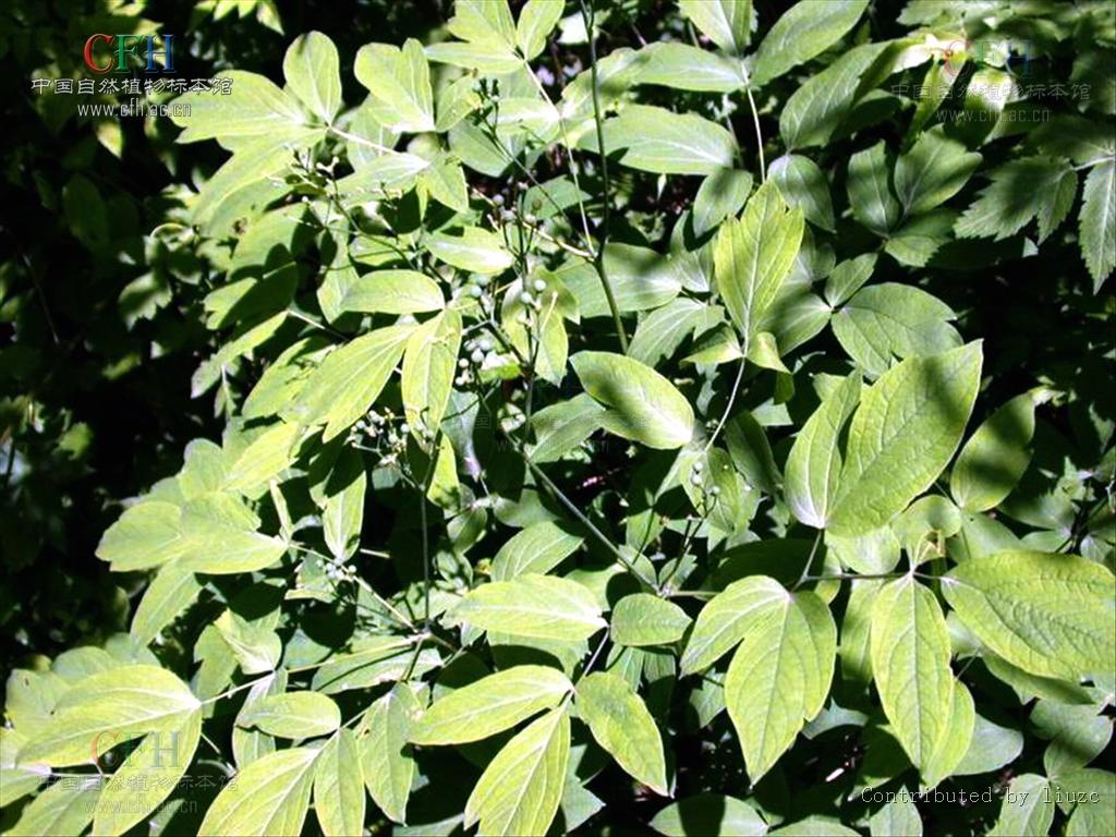 ="/item/亚洲/133681" data-lemmaid="133681">亚洲 /a>东北部和 a