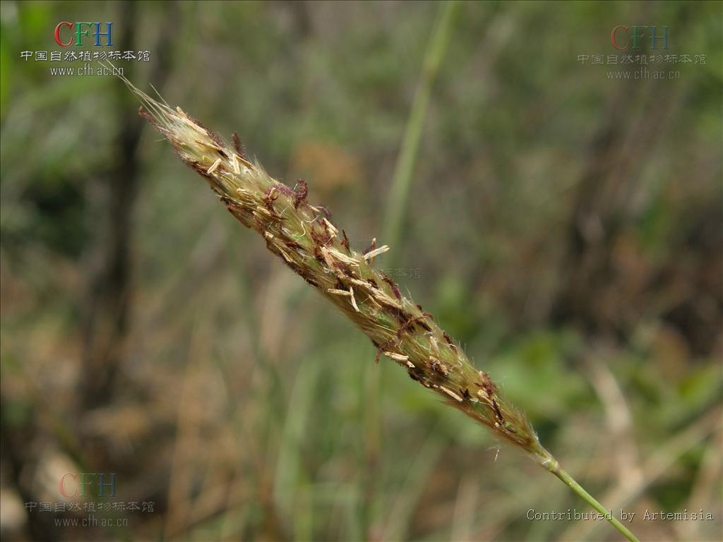  p>拟金茅属, a target="_blank" href="/item/禾本科">禾本科 /a>