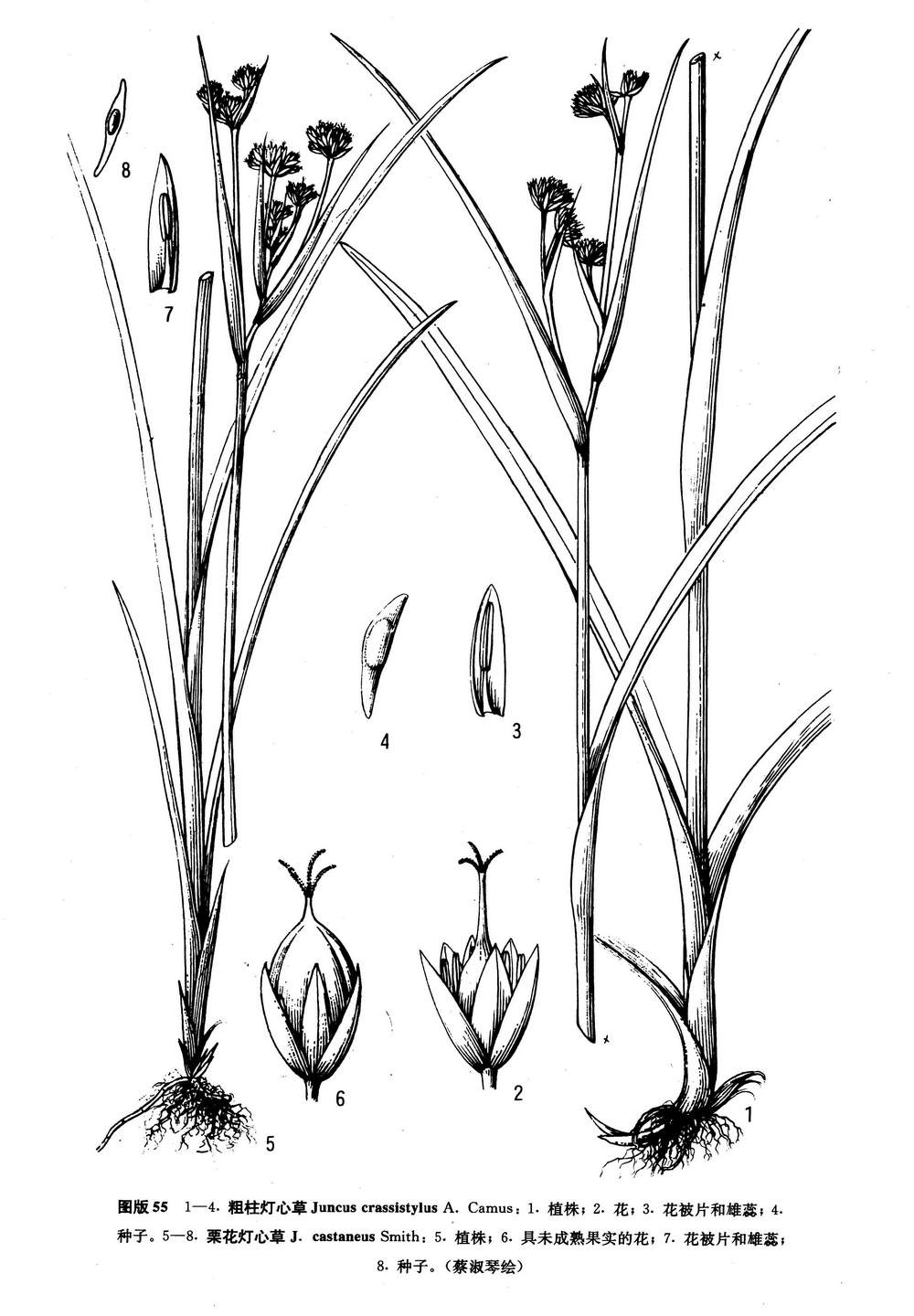 juncus crassistylus a. camus