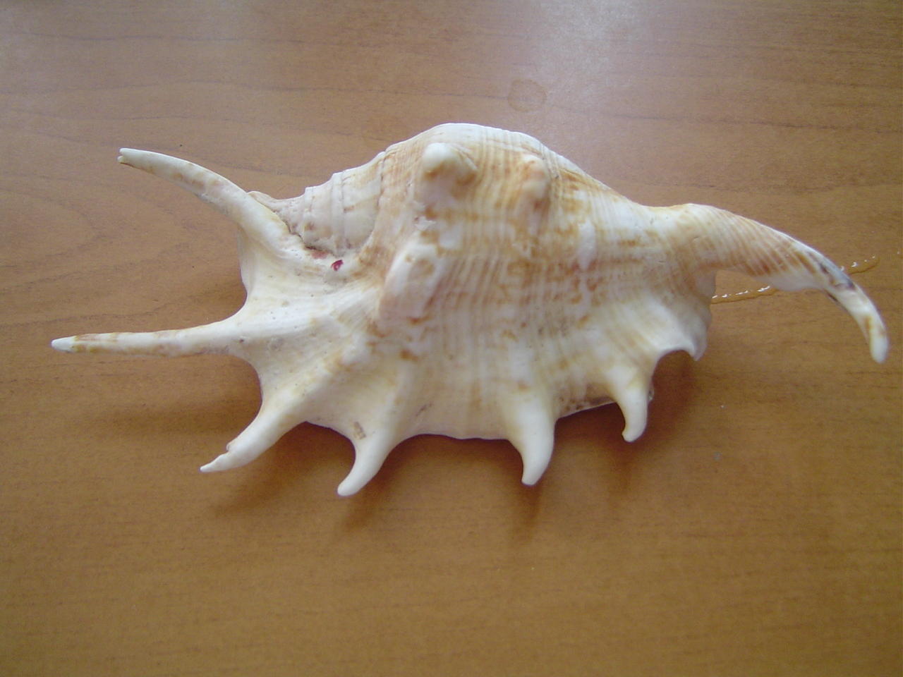 种中腹足目, a href="#" data-lemmaid="1091864">凤凰螺科 /a>类生物