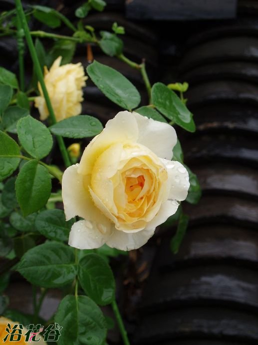  p data-id="gnbt9n8j7i">夏洛特,蔷薇属月季栽培品种,花朵小簇盛开
