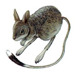  p>五趾跳鼠(学名: i>allactaga sibirica /i>),是跳鼠科,五趾跳鼠属