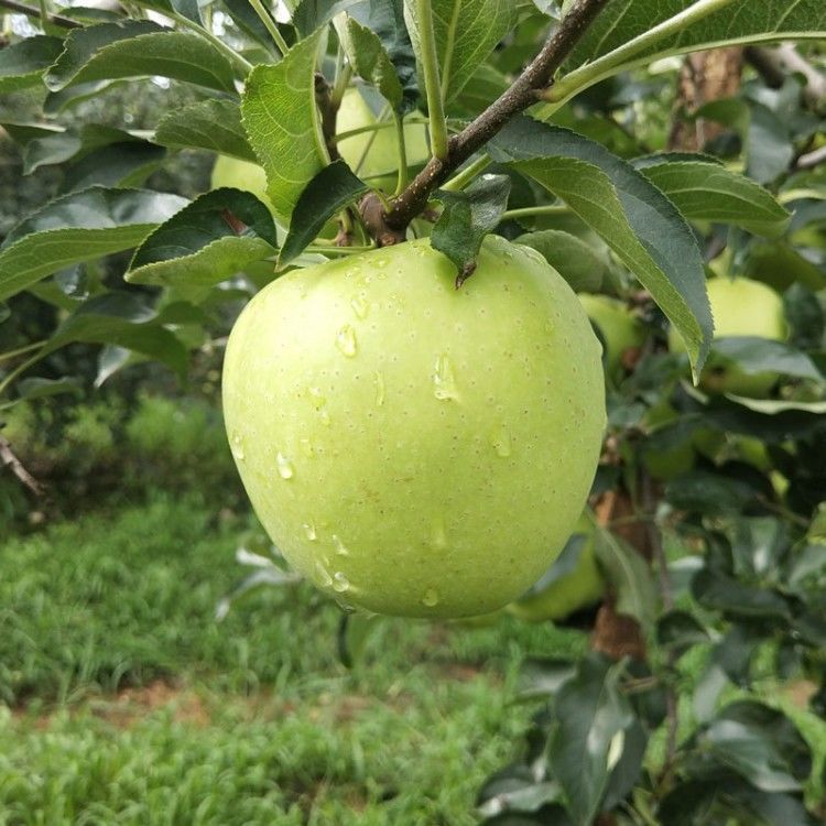 苹果澳洲青苹