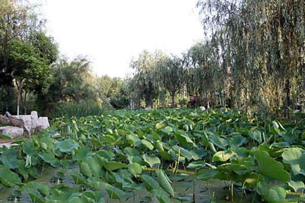 山东大雁岛生态园