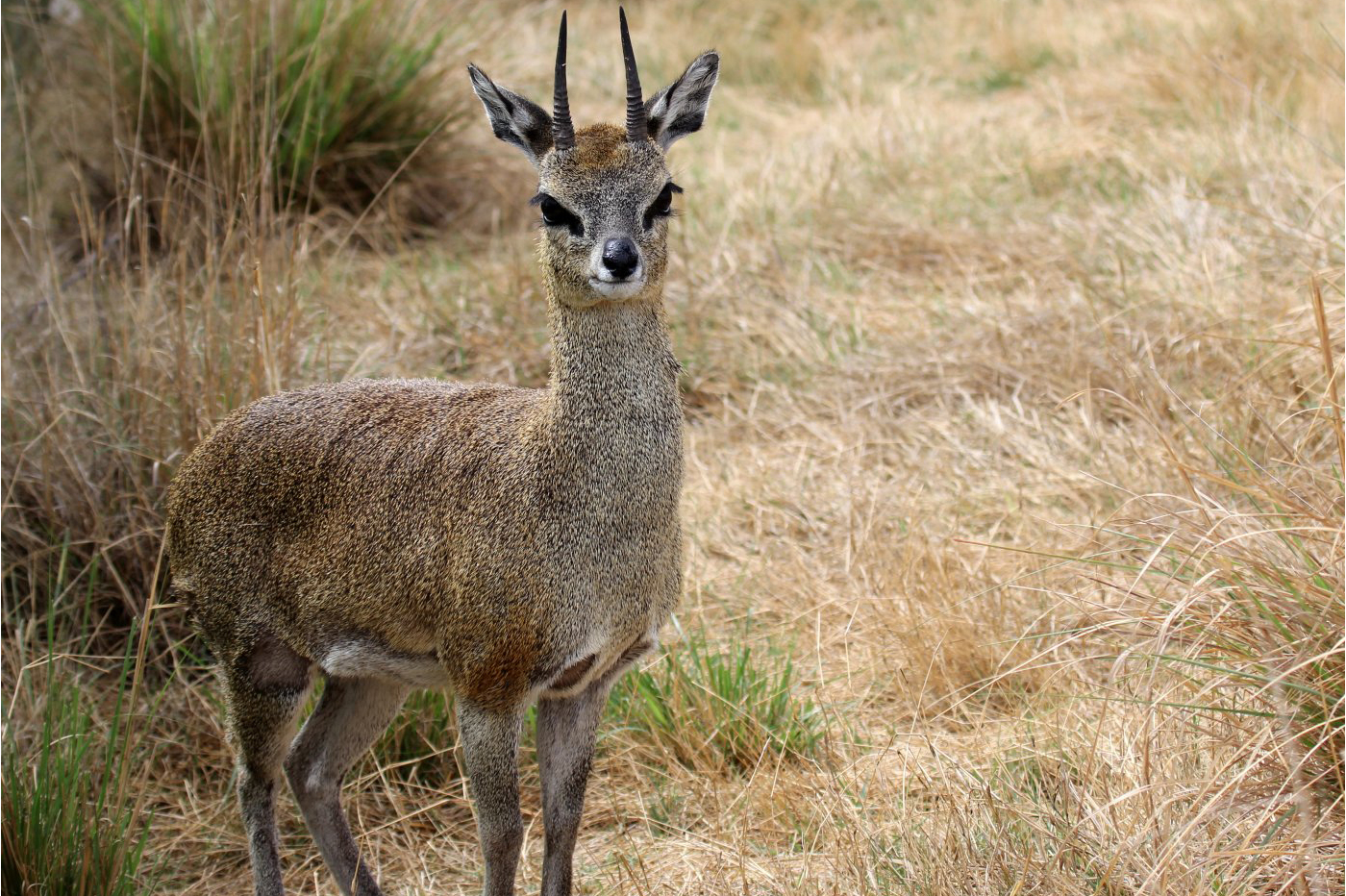  p>山羚(学名: i>oreotragus oreotragus /i>)