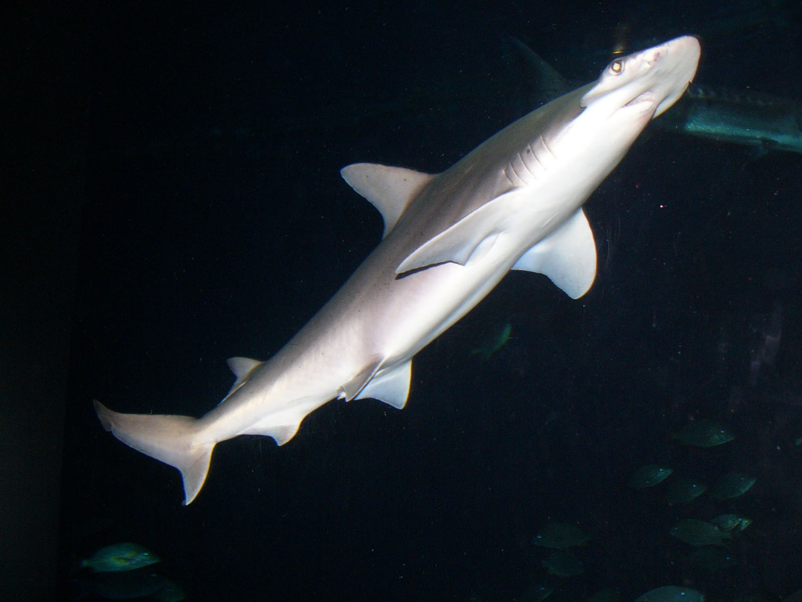  p>窄头双髻鲨(学名: i>sphyrna tiburo /i>)是双髻鲨科,双髻鲨属的一