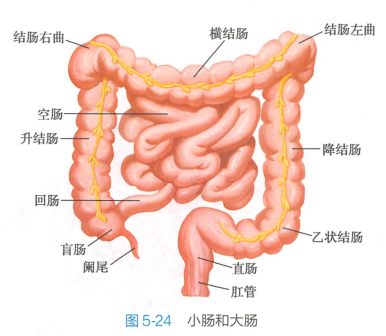 <p>小肠和大肠（示直肠）