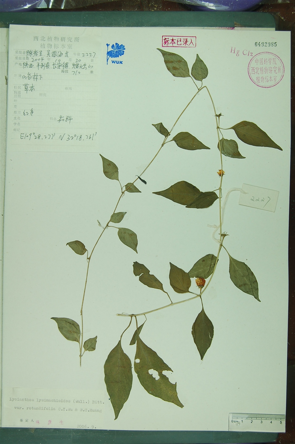 圆叶单花红丝线(变种)