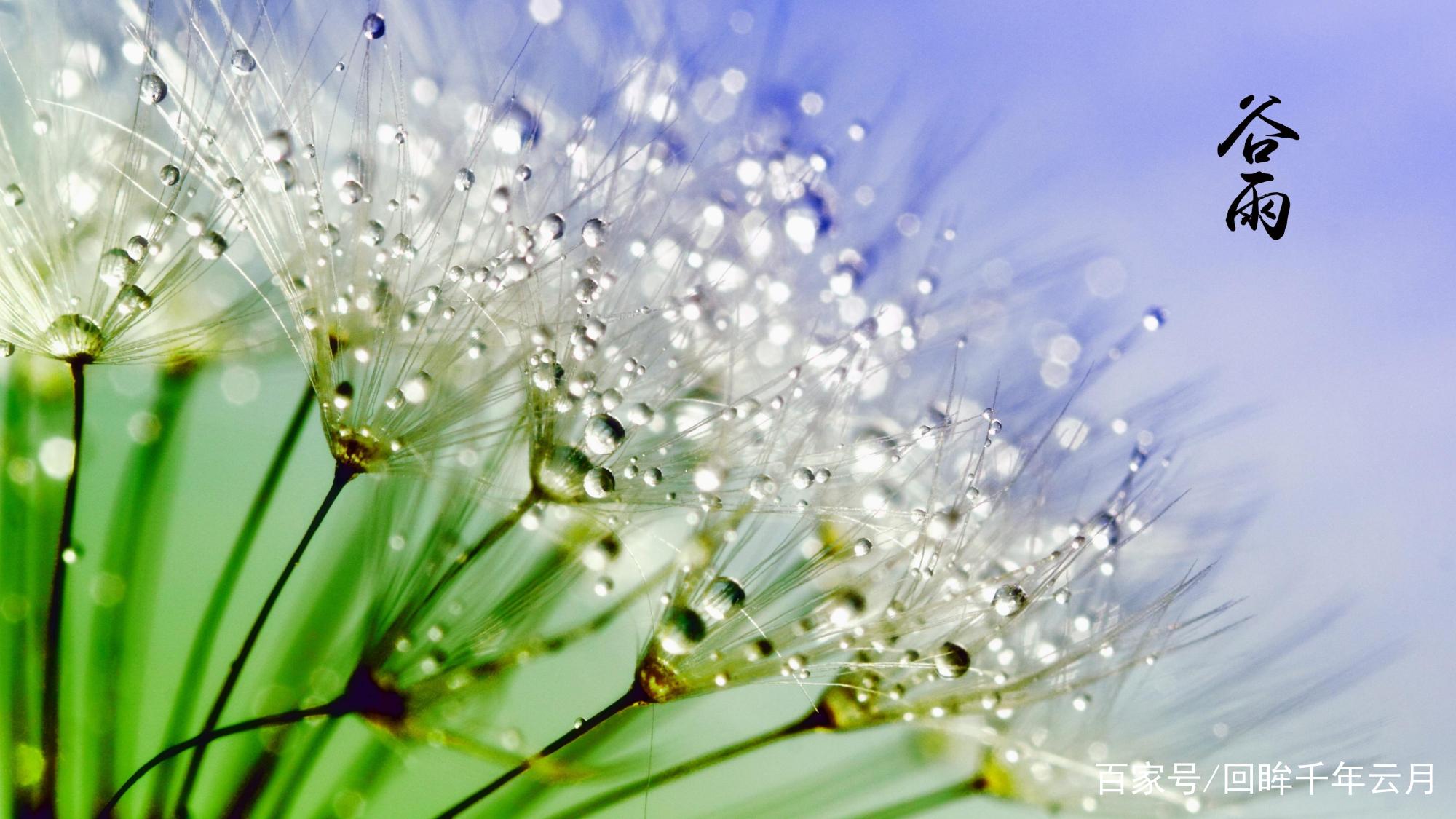 杨花落尽子规啼 牡丹吐蕊 樱桃红熟 雨生百谷 谷雨诗词赏析 百科ta说