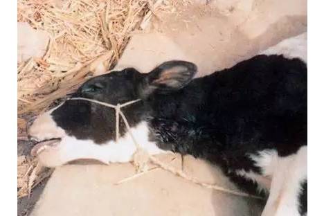  p>瘤胃酸中毒多发生于 a target="_blank" href="/item/奶牛/5925"