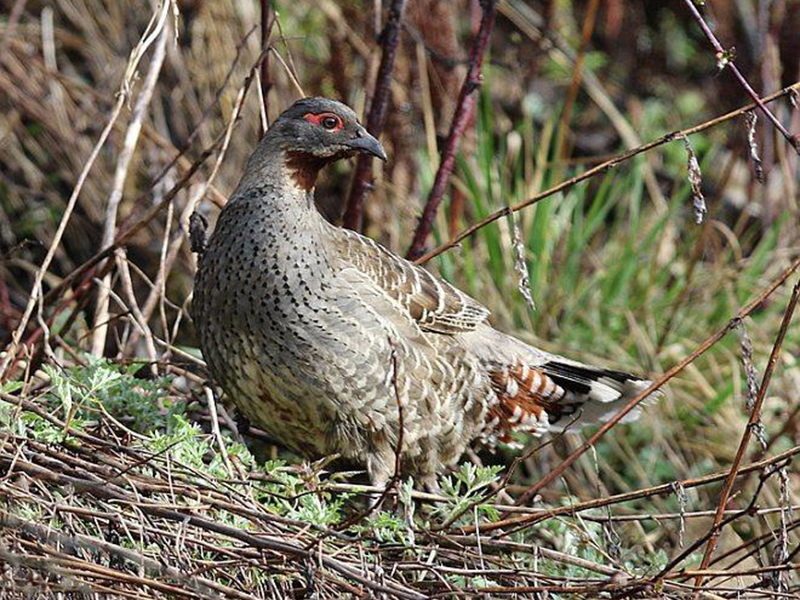  p>红喉雉鹑(学名: i>tetraophasis obscurus /i>):是雉科,雉鹑属的 a
