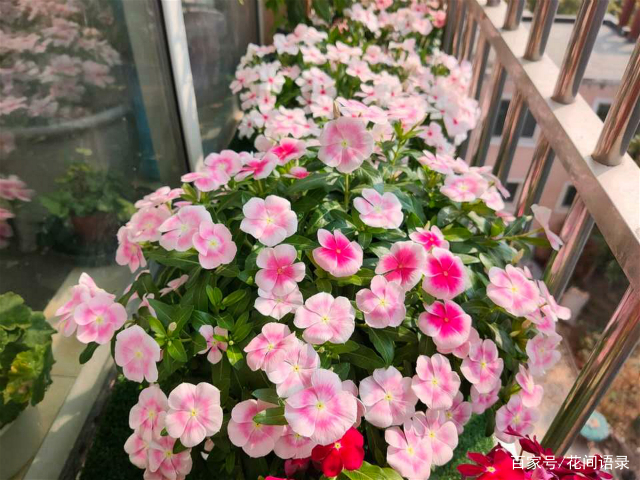 1种漂亮 盆栽花 开花特勤快 一年到头天天开 值得养几盆 百科ta说