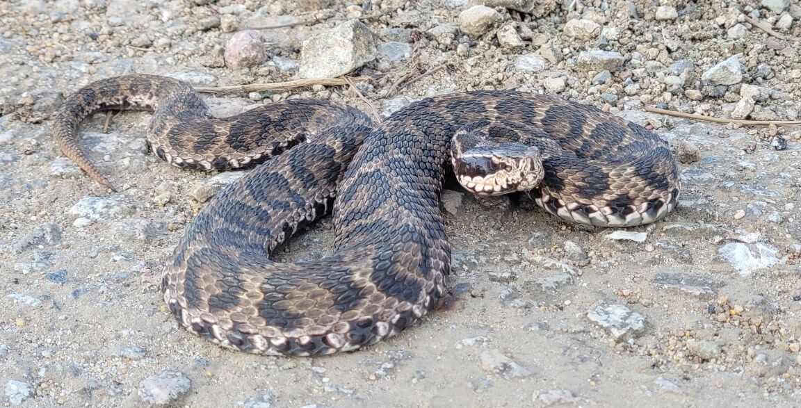 颊窝/2987108" data-lemmaid="2987108">颊窝 /a>的中小型管牙类毒蛇