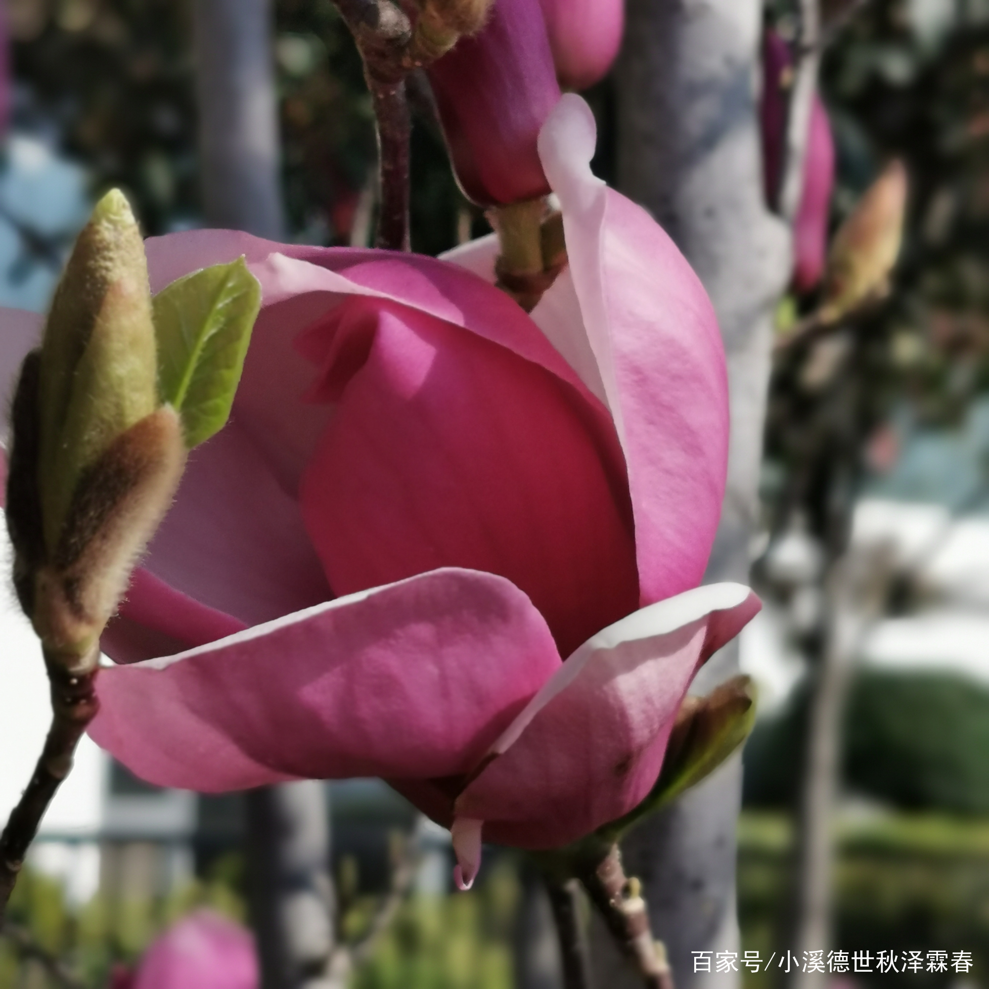 玉兰花开始长叶了_百科TA说