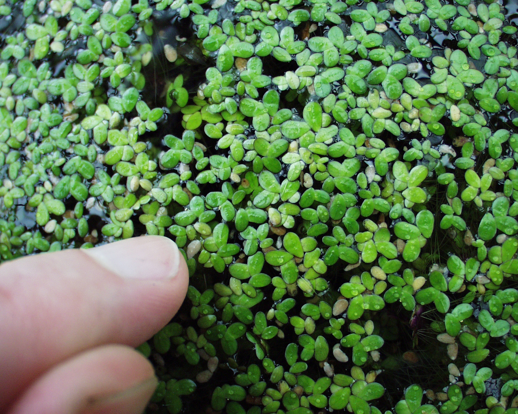 commom duckweed