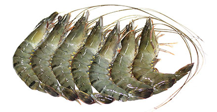 短沟对虾