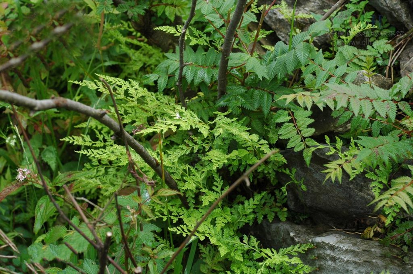 溪洞碗蕨